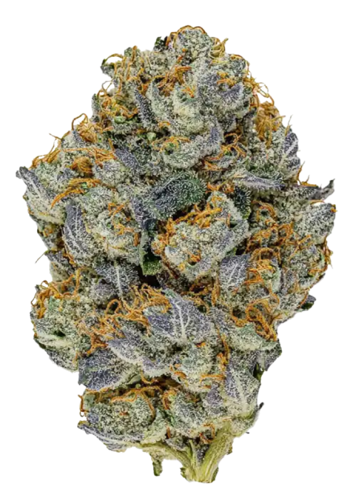 Image of Blue Zushi strain